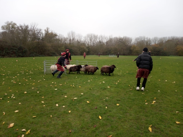 Conduite de Moutons